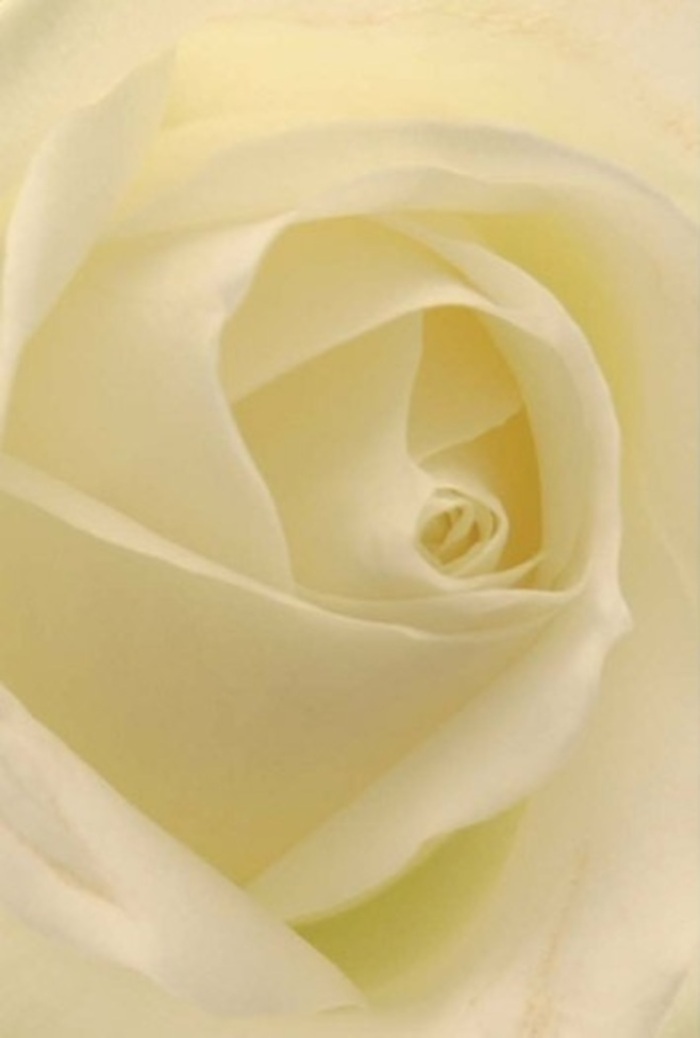 Draw close to this classic white rose and you are met by an interplay of tranquility and meticulous design, a visual poem crafted by skilled hands in Bowes Park. Each petal unfurls in a seamless blend of cream and soft vanilla, their form kissed by ambient daylight meandering in from local gardens near White Hart Lane. There's a gentle sophistication to the way the petals layer over one another-neither too tight nor wide-creating a spiraled core that hints at purity and steadfast resilience. The light flows through the outermost petals, lending a faint, glowing translucency that whispers of fragility, yet the stability of the arrangement suggests quiet strength. As a florist serving Bowes Park, I see this rose as the ideal offering for heartfelt moments: a sincere apology after a misunderstanding on Bounds Green Road, a refined centrepiece for a lakeside wedding in Alexandra Palace, or a loving tribute set gently atop a memorial. Subtle differences in cream tones and soft shadow bring out the bloom's inherent beauty, while its velvety matte texture conjures the sensation of gentle touch. The composition exudes a hushed, clean fragrance-unmistakable, serene, and always welcome in the homes and gatherings of Bowes Park. This rose does not just symbolize love and remembrance; it is a living testament to the wisdom of nature, the skill of local artisans, and the power of a single, thoughtfully-chosen flower to express all that words leave unsaid.